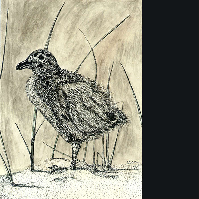 Baby Seagull by Don Wesley