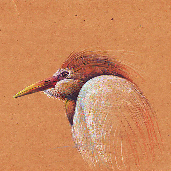 Cattle Egret by Don Wesley